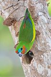 Double-eyed Fig-Parrot